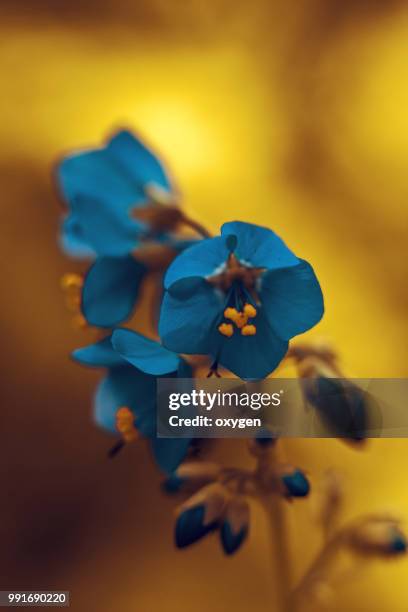 macro of tender blue flowers - kelkblaadje stockfoto's en -beelden