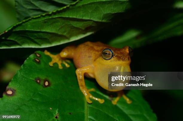 date call - herpetology stock pictures, royalty-free photos & images