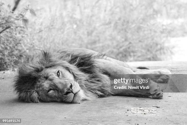 lazy lion b&w - birds b w fotografías e imágenes de stock