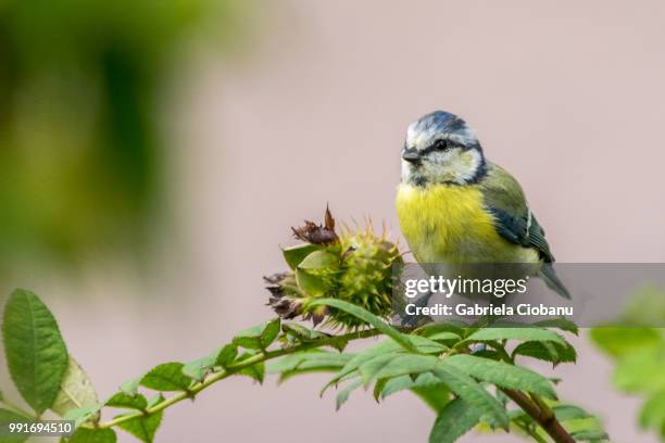 blue tit - gabriela foto e immagini stock