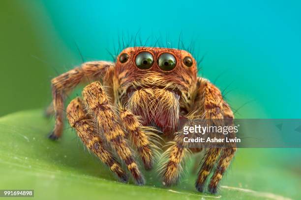 jumping spider oooo - jumping spider stock pictures, royalty-free photos & images