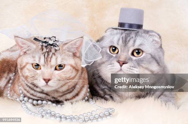 cat - cat with collar stockfoto's en -beelden