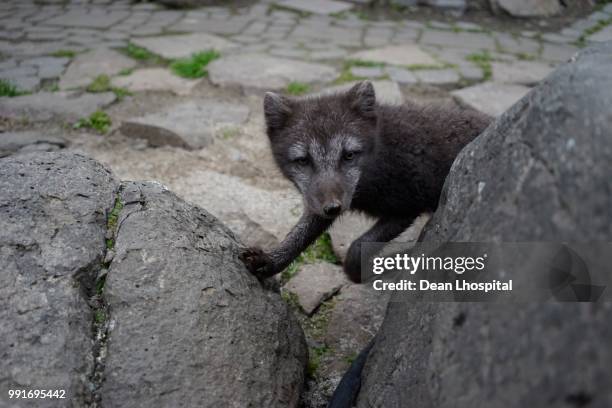 foxy - arctic fox cub stock pictures, royalty-free photos & images