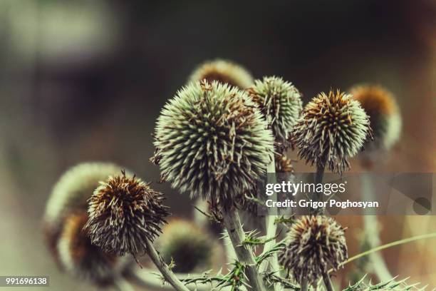 wild life - grigor stockfoto's en -beelden