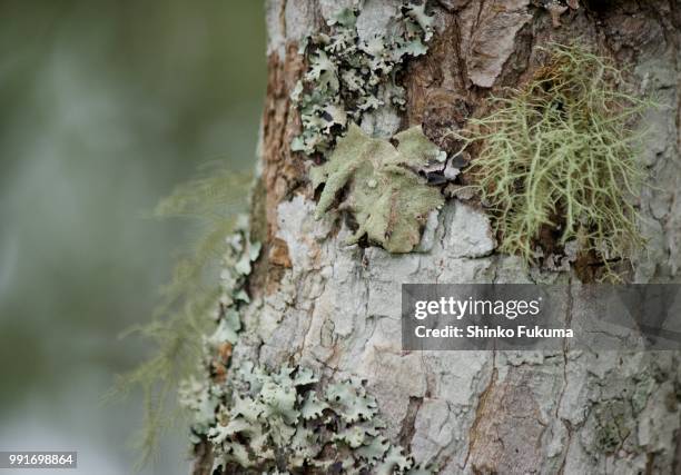 Shinko Pattern 14,217 Shinko Stock Photos, High-Res Pictures, and Images - Getty Images