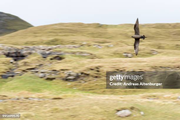 flying arctic skua on the faroe islands - arctic skua stock pictures, royalty-free photos & images