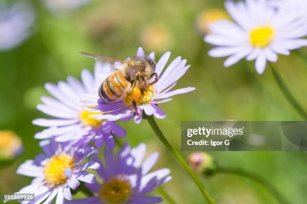 1st day of spring - equinox stockfoto's en -beelden