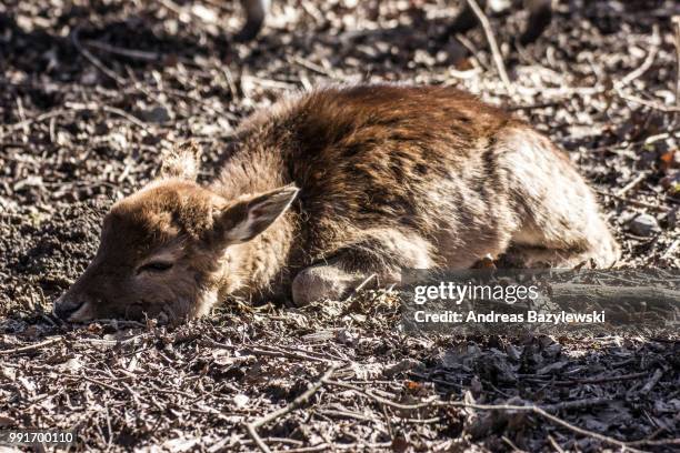 baby deer laying on the ground - artiodactyla imagens e fotografias de stock