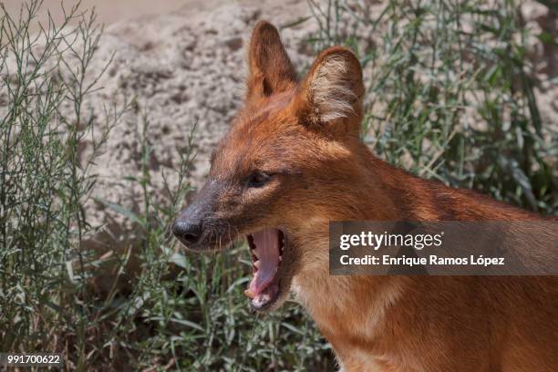 dingo - dhole stock pictures, royalty-free photos & images