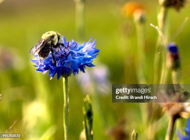 busy bee - hirsch fotografías e imágenes de stock