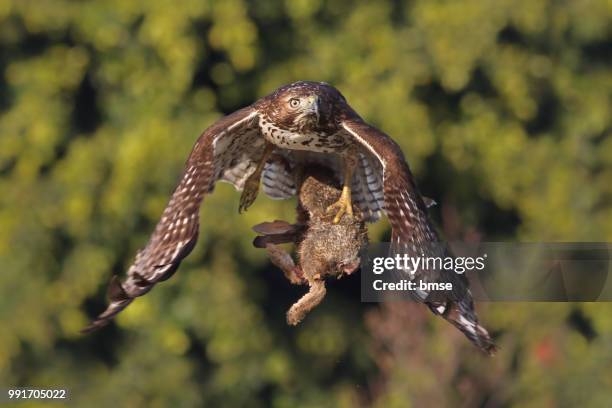 red-tailed hawk with prey - rovfågel bildbanksfoton och bilder