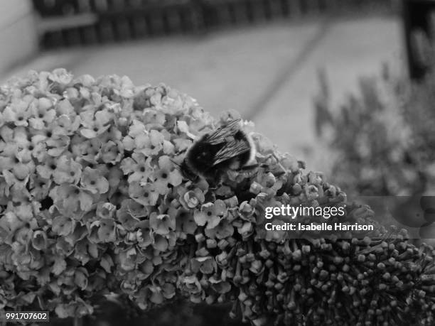 bumble bee in black and white - harrison wood stock pictures, royalty-free photos & images