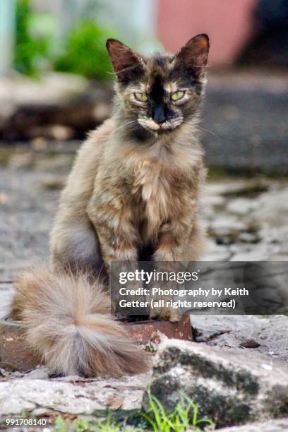 street cat in santurce puerto rico - mixed breed cat stock pictures, royalty-free photos & images