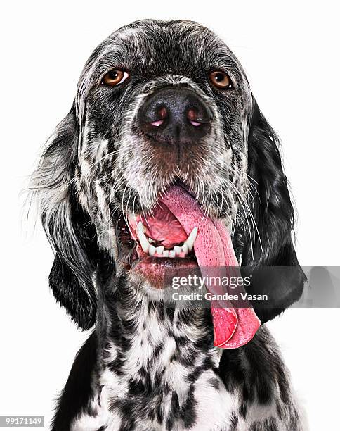 black and white english setter with tongue hanging - langue-des-animaux photos et images de collection