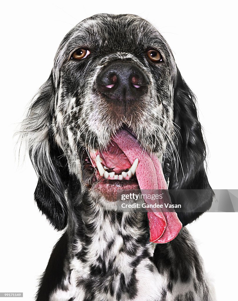 Black and white English Setter with tongue hanging