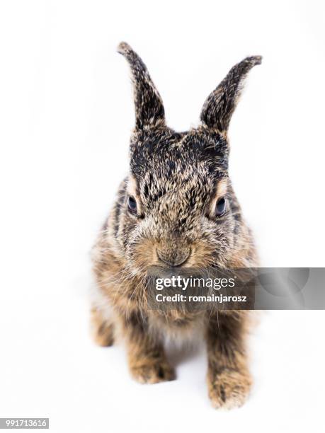 Leveritt Rabbit 153 Leveret Stock Photos, High-Res Pictures, and Images - Getty Images