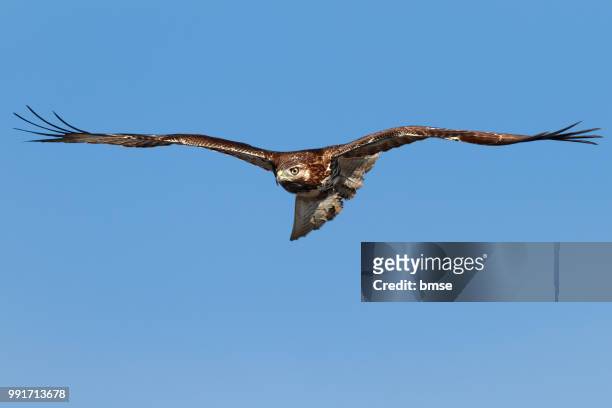 red-tailed hawk - roodstaartbuizerd stockfoto's en -beelden