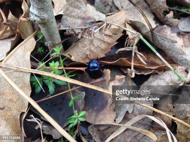 scarabeo nel bosco - canale stock-fotos und bilder