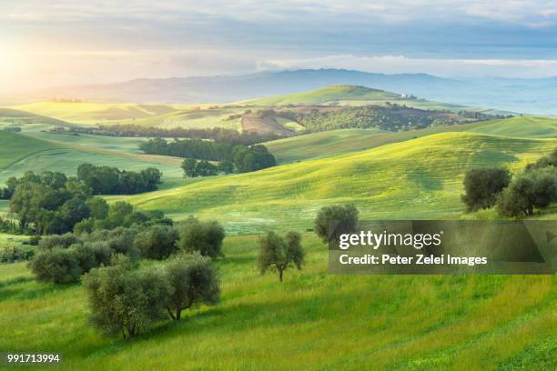 sunrise in tuscany with olive trees - italian cypress fotografías e imágenes de stock