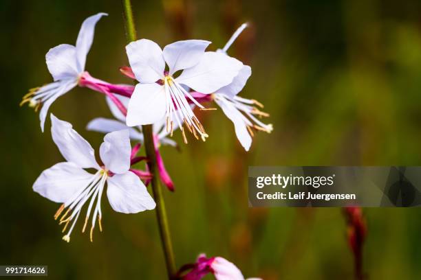 gaura lindheimeri - gaura lindheimeri stock pictures, royalty-free photos & images