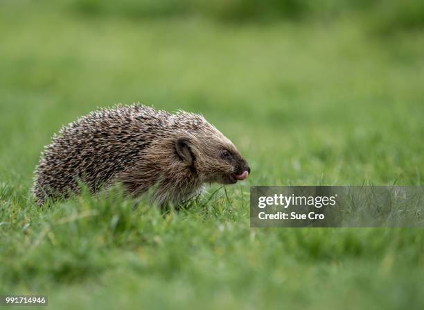 european hedgehog (erinaceinae) - hedgehog stock pictures, royalty-free photos & images