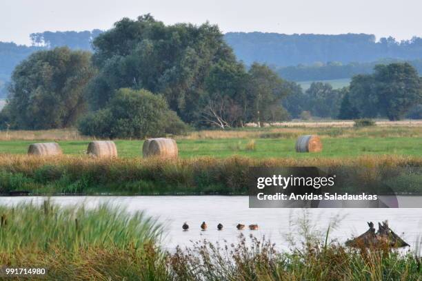 heurollen im schwimmender wiesen am steihuder meer. - meer stock pictures, royalty-free photos & images