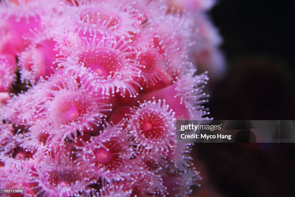 Strawberry Anemones