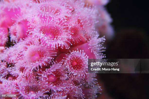 strawberry anemones - sea anemone stock pictures, royalty-free photos & images