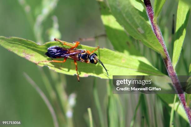 Uraro Insect 10,011 Leaf Insect Stock Photos, High-Res Pictures, and Images - Getty ...