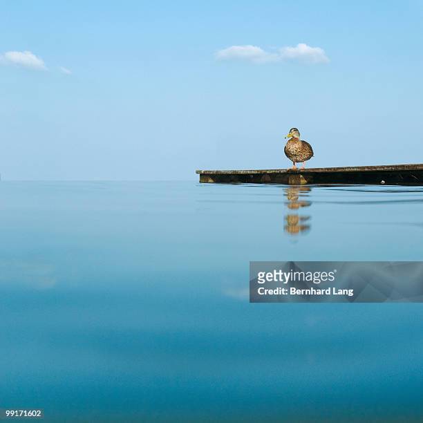 duck sitting on jetty on lake - sitting duck stock pictures, royalty-free photos & images