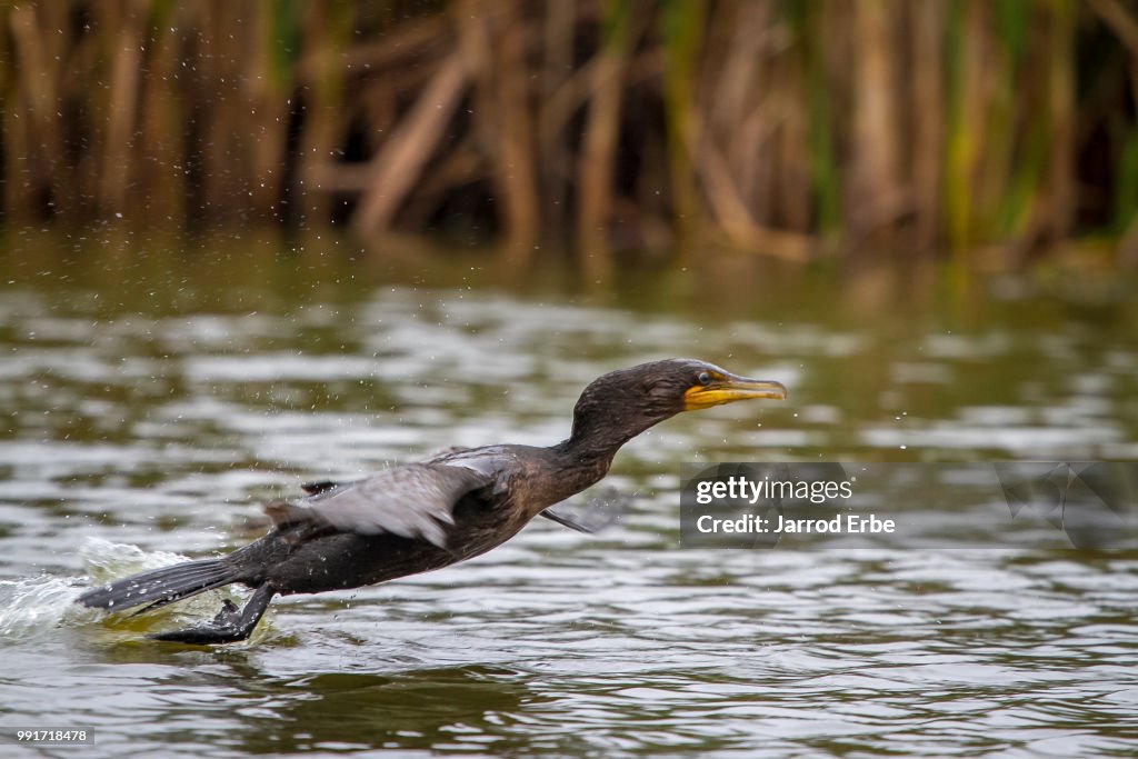 Cormorant Takeoff