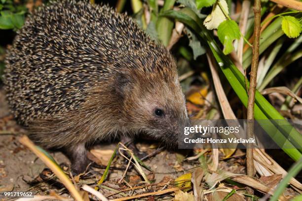 hedgehog - insektenfresser stock-fotos und bilder