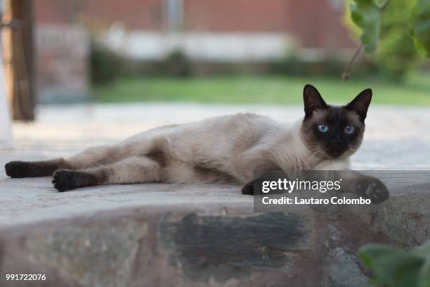 just chilling - siamese cat stock pictures, royalty-free photos & images