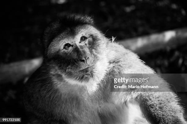 ape portrait - macaco coda di leone foto e immagini stock