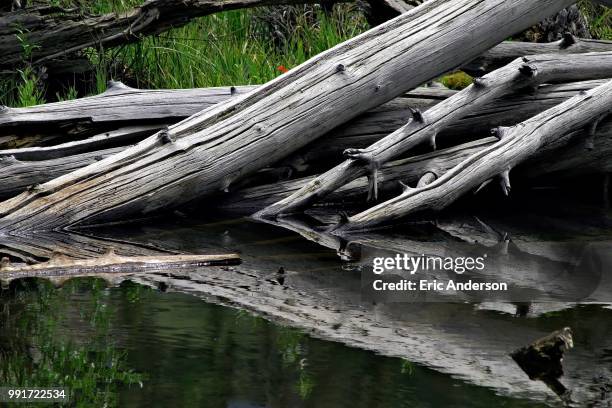 driftwood in lundy canyon - lundy canyon stock pictures, royalty-free photos & images