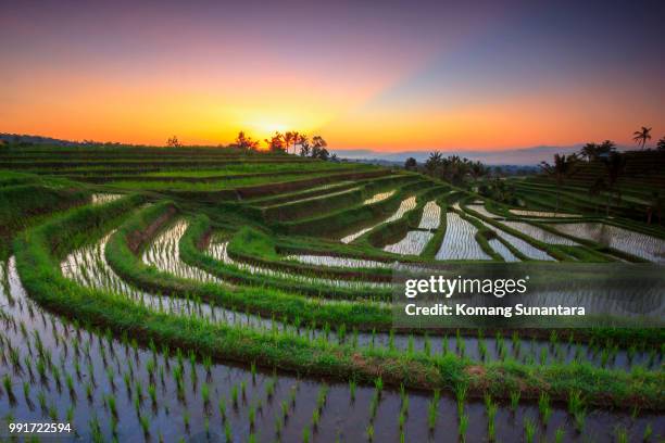 jatiluwih rice fields. - jatiluwih rice terraces stock pictures, royalty-free photos & images