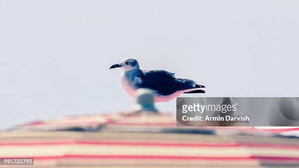 seagull on beach umbrella - darvish stock pictures, royalty-free photos & images