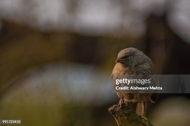 the chatter box !!! - chatter stock pictures, royalty-free photos & images