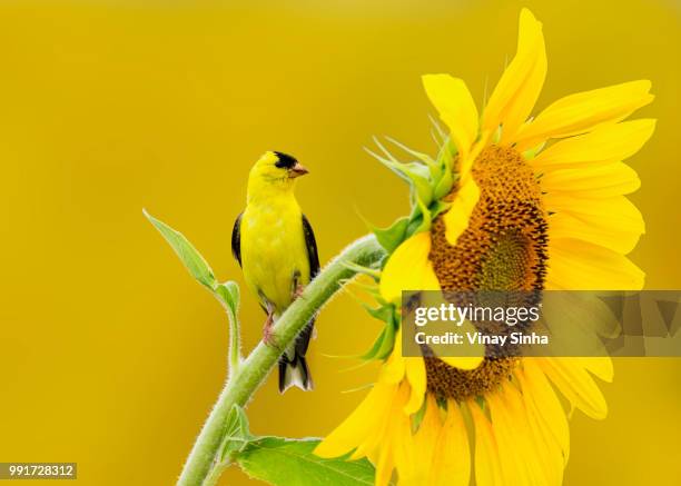 american goldfinch on sunflower - american goldfinch fotografías e imágenes de stock