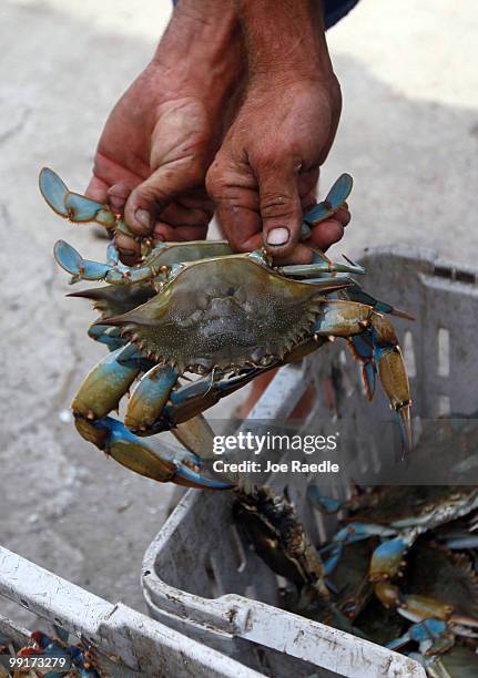 Crab fishermen Nathaniel Brunet shows off his catch as he waits for a wholesaler to sell the crab catch too, as efforts continue to contain BP's...