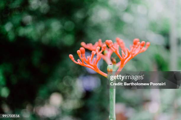 coral red - bartholomew stock pictures, royalty-free photos & images