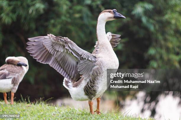 majestic goose - anser indicus stock pictures, royalty-free photos & images