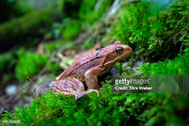 only a frog - anura stock pictures, royalty-free photos & images