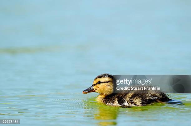 Duckling watches the golf during the first round of the Open Cala Millor Mallorca at Pula golf club on May 13, 2010 in Mallorca, Spain.