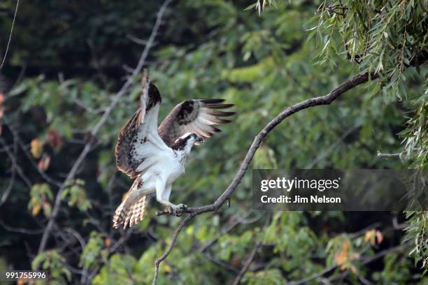 osprey - hunt v nelson stock pictures, royalty-free photos & images