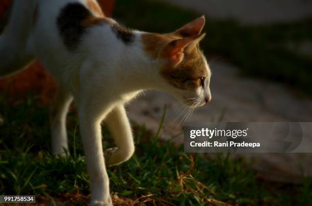 Asia Rani 5,949 Asia Rani Stock Photos, High-Res Pictures, and Images - Getty Images
