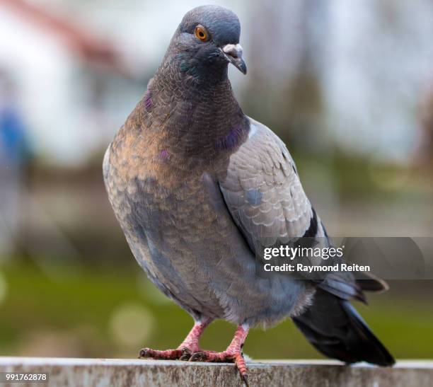 pigeon - reifen stock pictures, royalty-free photos & images