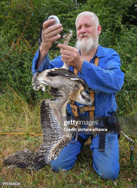 Brandenburg, Klosterwalde: Paul Sömmer, Leiter der Naturschutzstation Woblitz, hat nördlich von Templin in der Uckermark drei junge Fischadler aus...