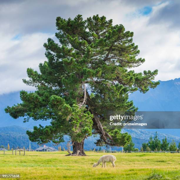 group of white alpaca in south island new zealand - otago farmland stock pictures, royalty-free photos & images