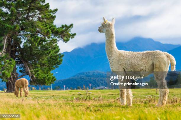 grupo de alpaca branco na ilha sul, nova zelândia - white island new zealand - fotografias e filmes do acervo